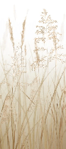 Beige wheat field flower wallpaper for the bathroom