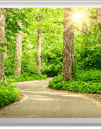 Trompe l'oeil wallpaper forest walk