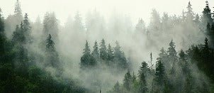 Green misty forest wallpaper