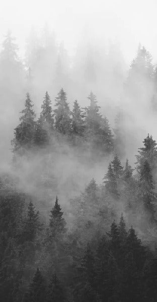 Black and white misty forest wallpaper