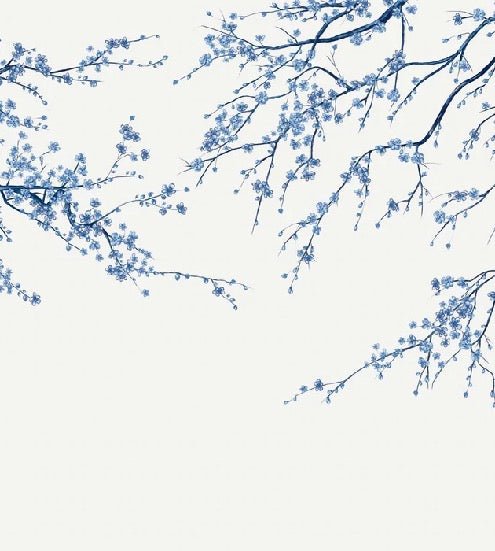 Sakura white panoramic flower wallpaper