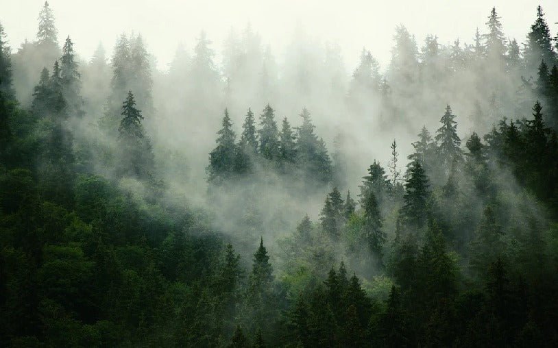 Green misty forest wallpaper
