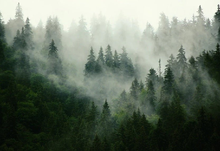 Green misty forest wallpaper