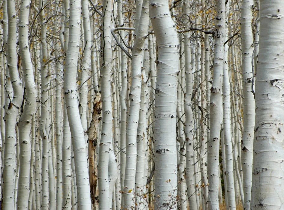 Papier peint salle de bain forêt de bouleau, XXL, tendance