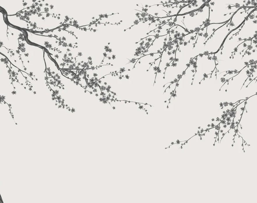 Sakura black and white panoramic flower wallpaper