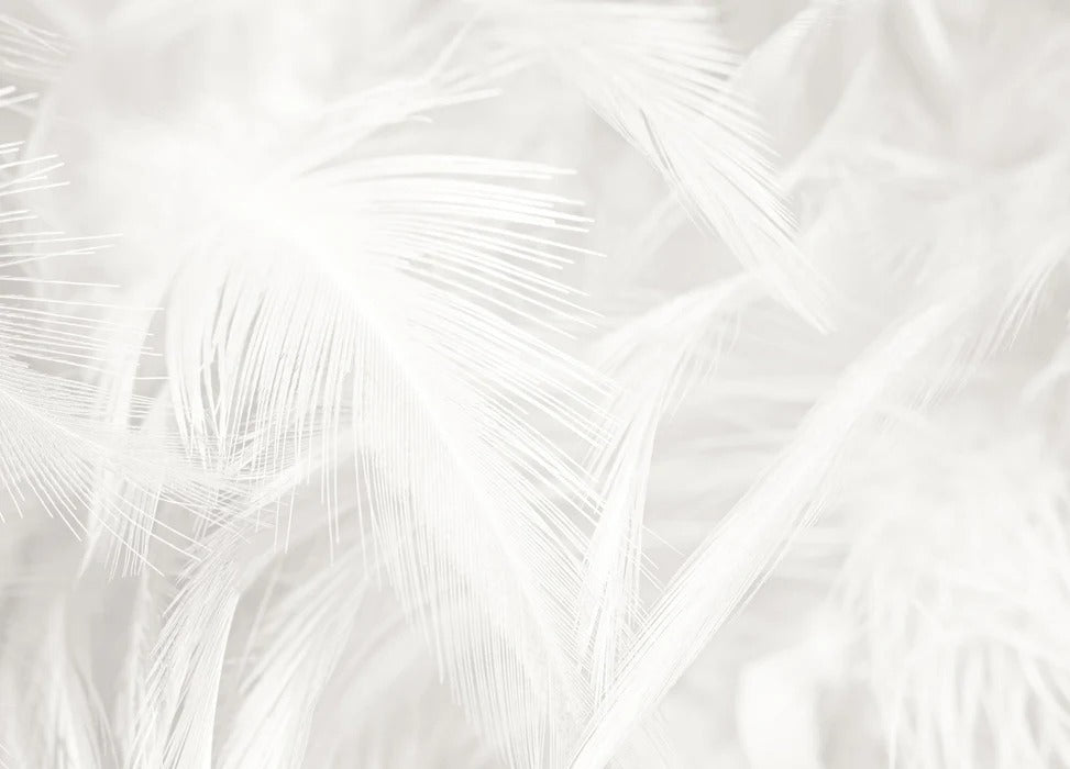 Subtle feather wallpaper