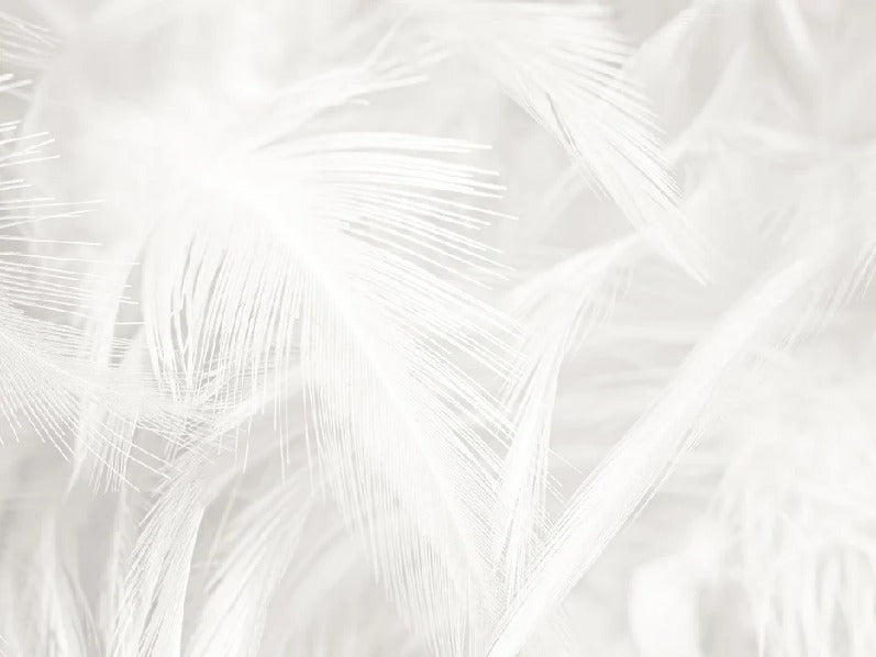 Subtle feather wallpaper