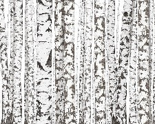 Black and white birch wallpaper