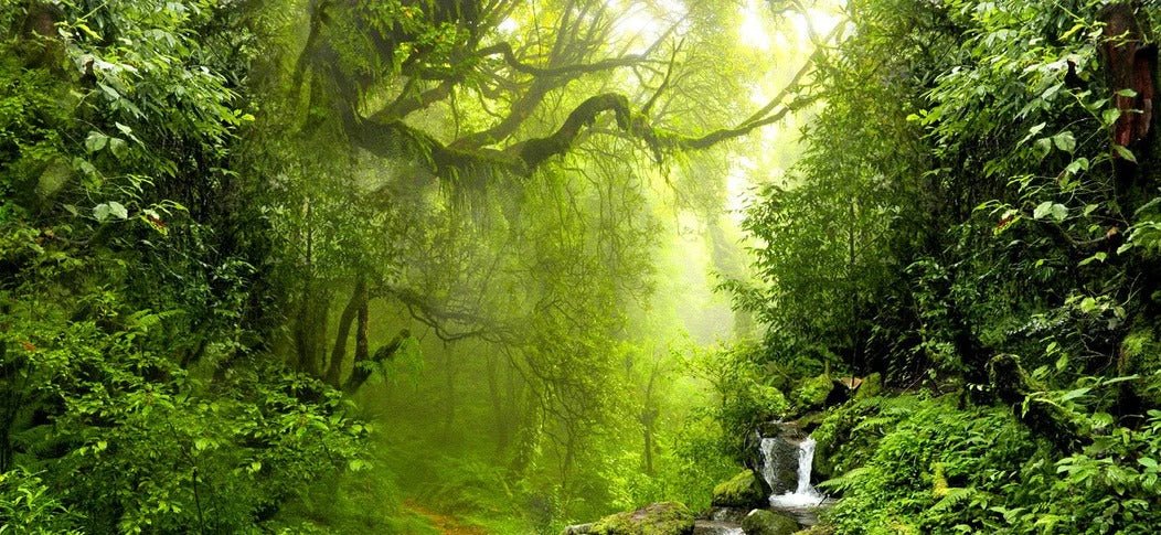 Cascade & Forest wallpaper