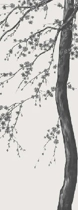 Black and white Sakura flower panoramic wallpaper