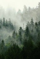 Green misty forest wallpaper