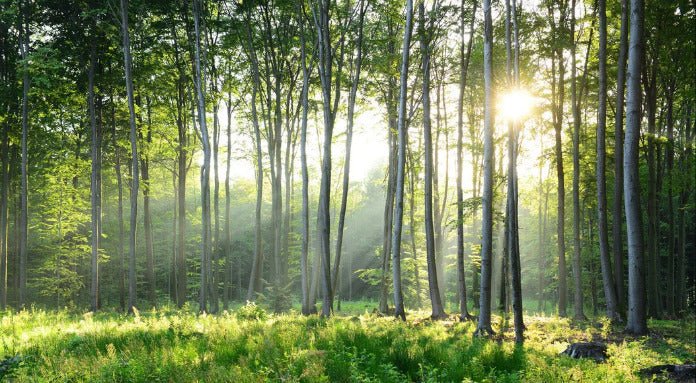 Papier peint panoramique forêt de pins, XXL, tendance