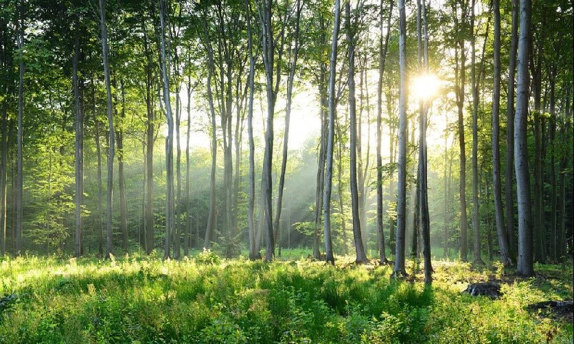 Panoramic pine forest wallpaper