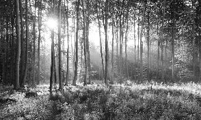 Panoramic pine forest wallpaper