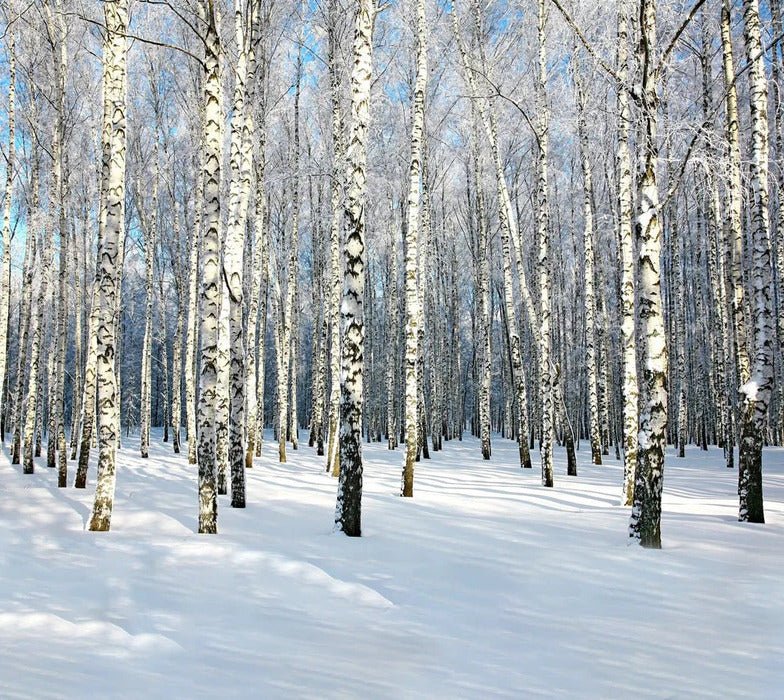 Birch Wood Forest office wallpaper