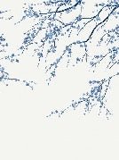 White Sakura flower panoramic wallpaper