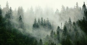 Green misty forest wallpaper