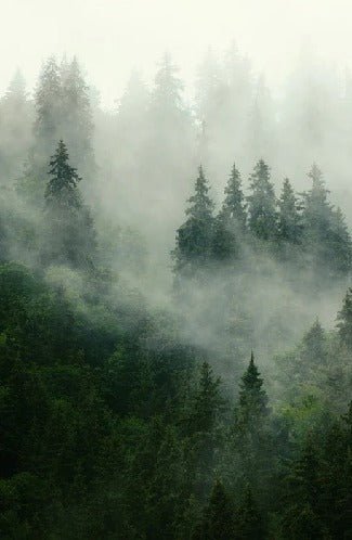 Green misty forest wallpaper