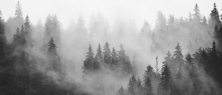 Black and white misty forest wallpaper