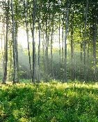 Panoramic pine forest wallpaper