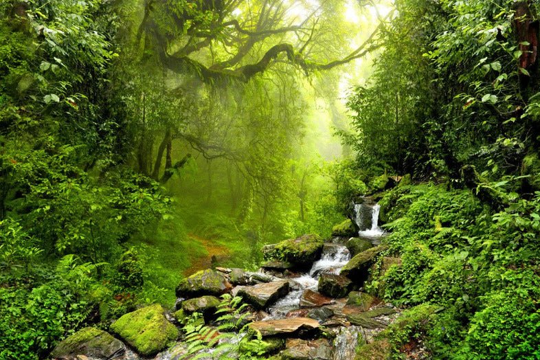 Cascade & Forest wallpaper