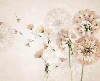 Dandelion flower wallpaper