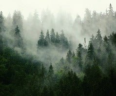 Green misty forest wallpaper