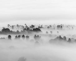 Misty wood wallpaper