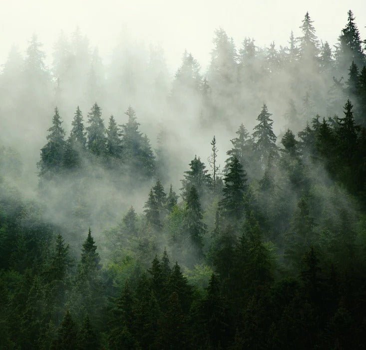 Green misty forest wallpaper
