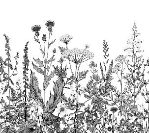 Black and white botanical folk wallpaper