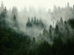 Green misty forest wallpaper
