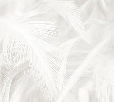 Subtle feather wallpaper
