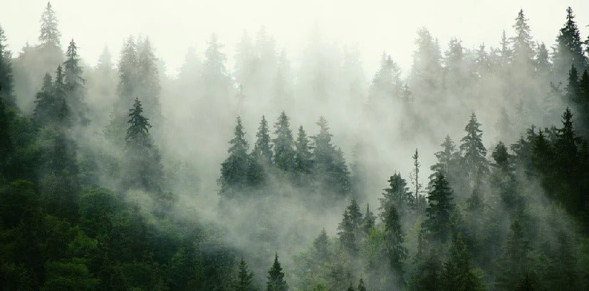 Green misty forest wallpaper