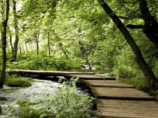 Bistro trompe l'oeil forest path wallpaper