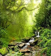 Cascade & Forest wallpaper