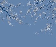 Sakura bluish flower panoramic wallpaper