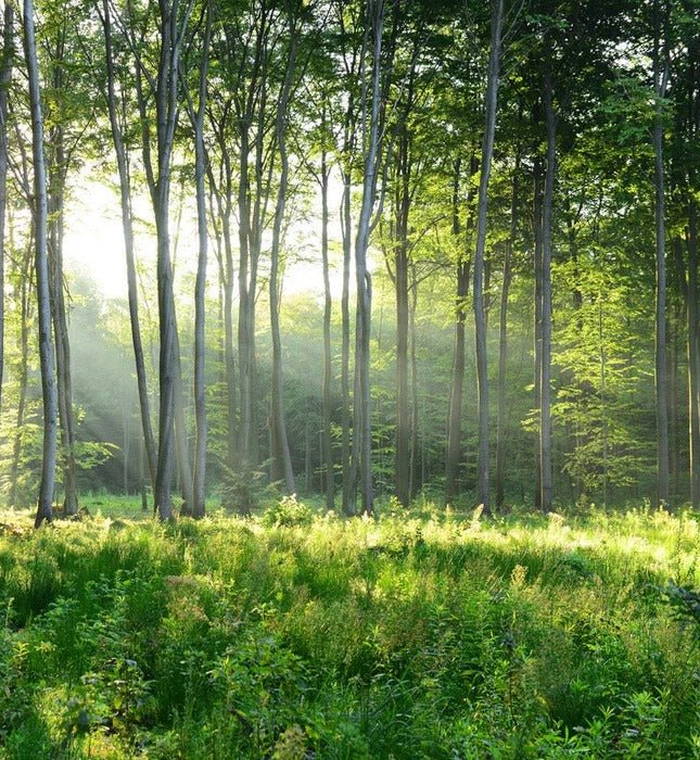 Panoramic pine forest wallpaper