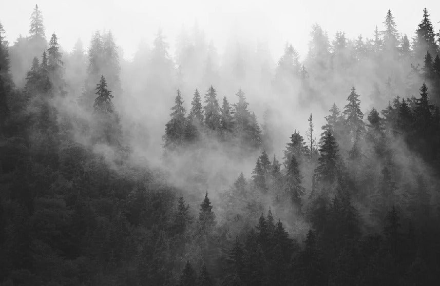 Black and white misty forest wallpaper