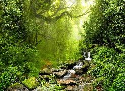 Cascade & Forest wallpaper