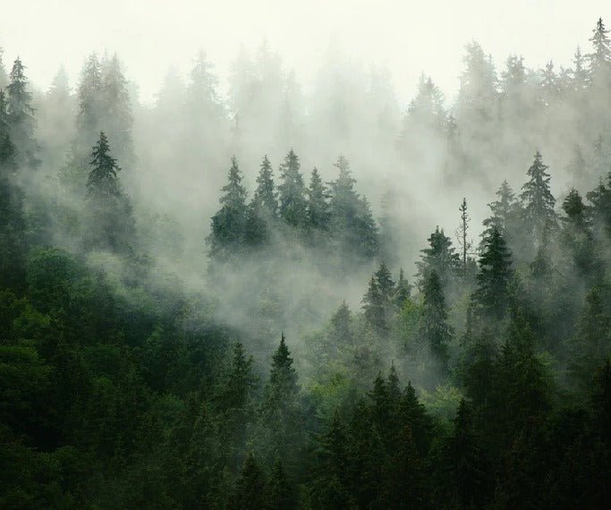 Green misty forest wallpaper