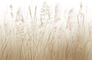 Wheat field flower wallpaper