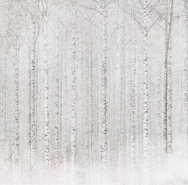 Enveloping birch forest wallpaper