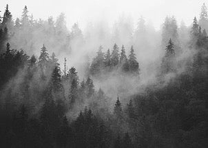Black and white misty forest wallpaper