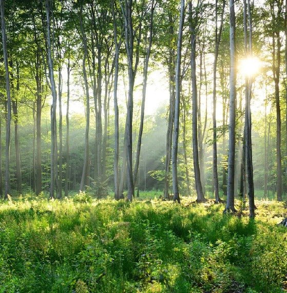 Panoramic pine forest wallpaper
