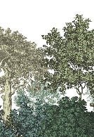 Wallpaper restaurant landscape forest engraving