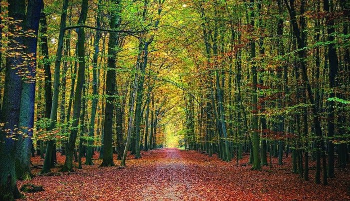 Panoramic Vercors forest wallpaper