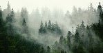 Green misty forest wallpaper