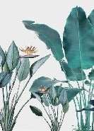 Panoramic tropical banana wallpaper