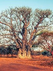 Sacred Baobab photo wallpaper Africa