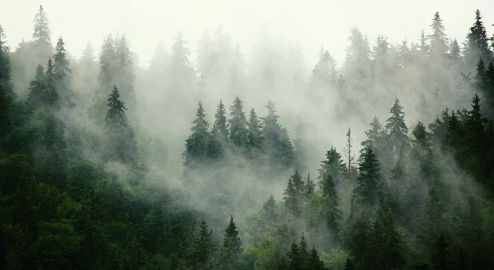 Green misty forest wallpaper